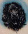 COCKER BLACK by H David Mahan