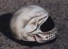 Arai Skull