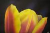 Tulipano by  Cria