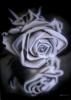 Rosa           by  Cria