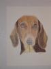 Dachsund by Daniel Voith