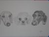 Pencil Drawings