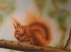 Eichhörnchen by Daniel Hirscher