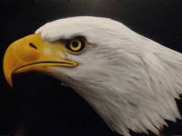 eagle study by Drew Miller