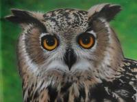 owl by Drew Miller
