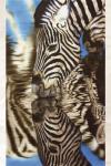 Zebra by Enrico Manini