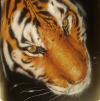 Tigre by Enrico Manini