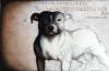 stafford by Fabio Abbati