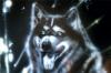 husky by Fabio Abbati