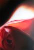 rosa by  Gas Design