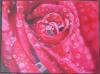 Rain Covered Rose by Len Cochra Starving St