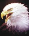 Eagle by Giuliano Rapetti