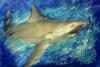 Shark by Giuliano Rapetti