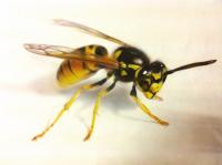 Giuliano Rapetti wasp-vespa