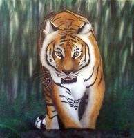Tiger by  Jaz72