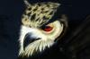 Owl by  Sugartastic