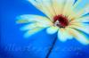 gerbera by Paco Del Mar
