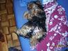 ... y el chucho