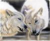 Arctic Pair by  Sandi Baker