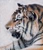Amur by  Sandi Baker