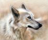 Cheyene by  Sandi Baker