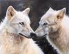White Magic by  Sandi Baker