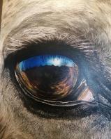  Stef23 Oeil