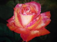 rose