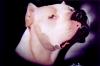 Dogo Argentino by Truman&sbquo;&Auml;&ocirc;s Studio Airb