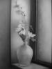 Natura morta - vaso con fiori by Vincenzo De Cristofa
