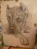 cane corso by Laura Zac