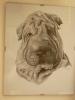 shar-pei by Laura Zac