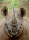 Nashorn by  Zeichenstif