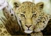 Leopard by  Zeichenstif