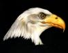 Adler by  Zeichenstif