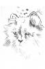 Gatto by Rosario Ingrip - Ar