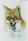 fox by  Madbrusher