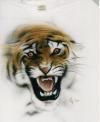 tiger by  Madbrusher