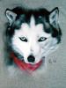 husky by  Madbrusher