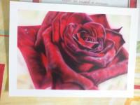 rosa by  Boku Art Design