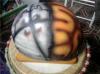 casco