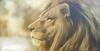 lion by  Cast&igrave;