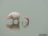 Animali