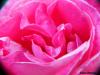 Rosa by  Lintas Chri