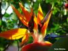 Fiori