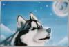 husky by Francesco  Ciscodesign