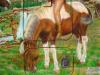 cavallo pezzato by  Cristian Ae