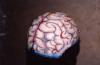 casco cervello by  Double M