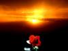 Una rosa al tramonto by Enzo Berardi Eberard