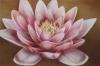 fiore di loto by Eleonora Furno